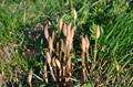 Field Horsetail